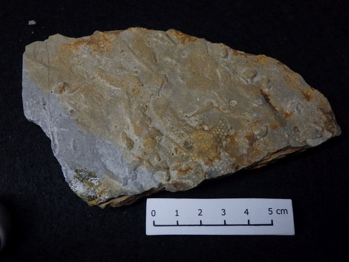 Turbiditischer Kalkstein aus der Kreidezeit mit Paleodictyon minutum