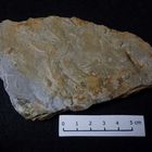 Turbiditischer Kalkstein aus der Kreidezeit mit Paleodictyon minutum