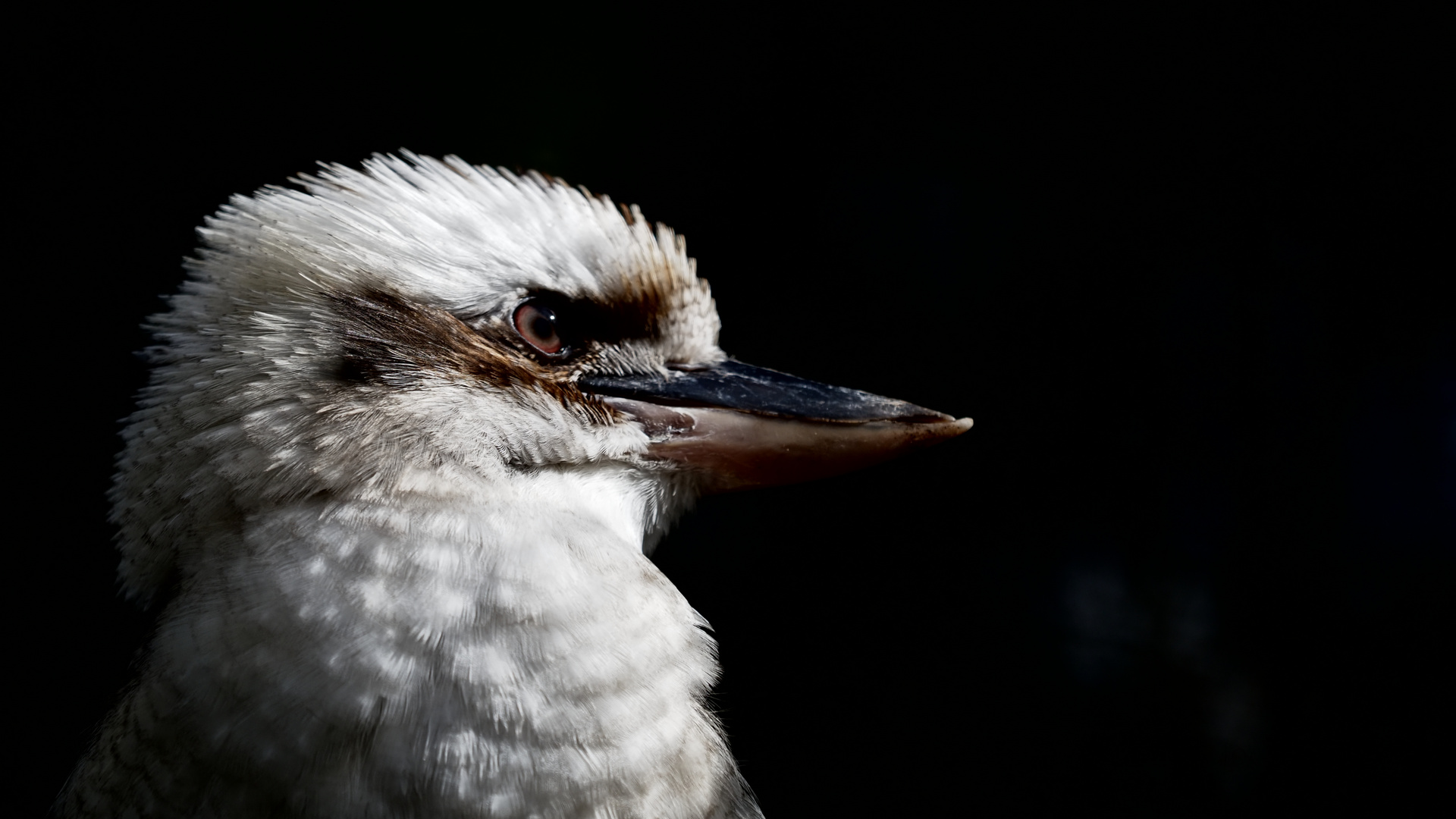 Turbinenvogel ...