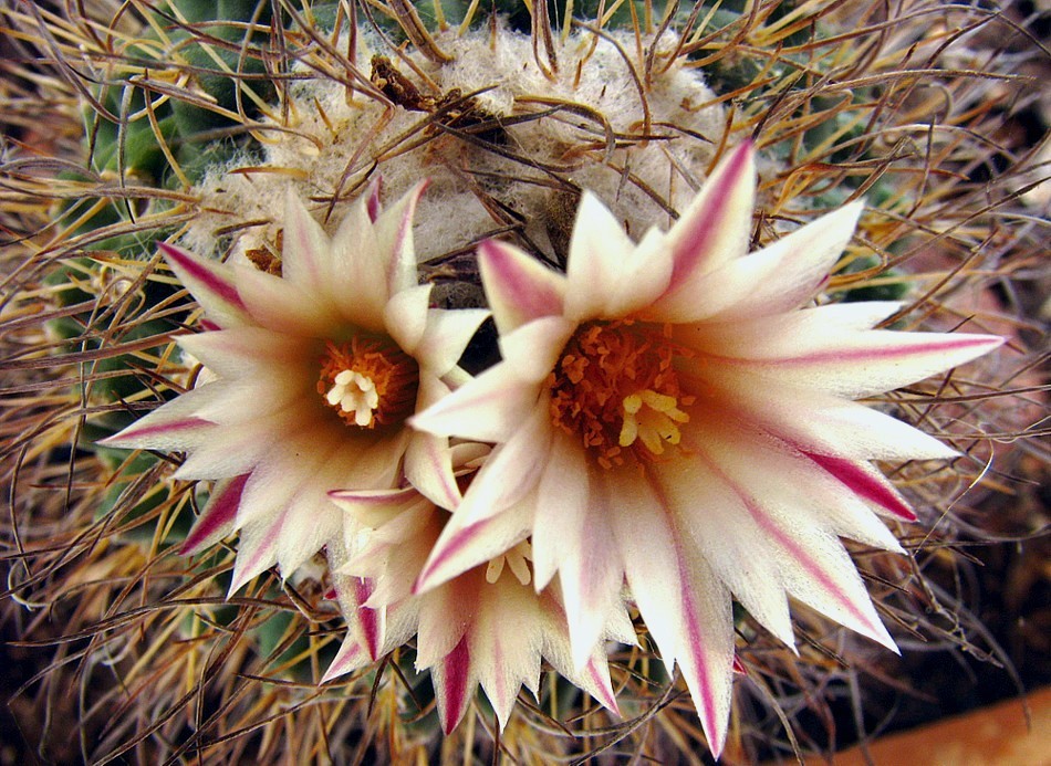 Turbinicarpus laui