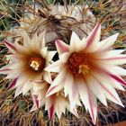 Turbinicarpus laui