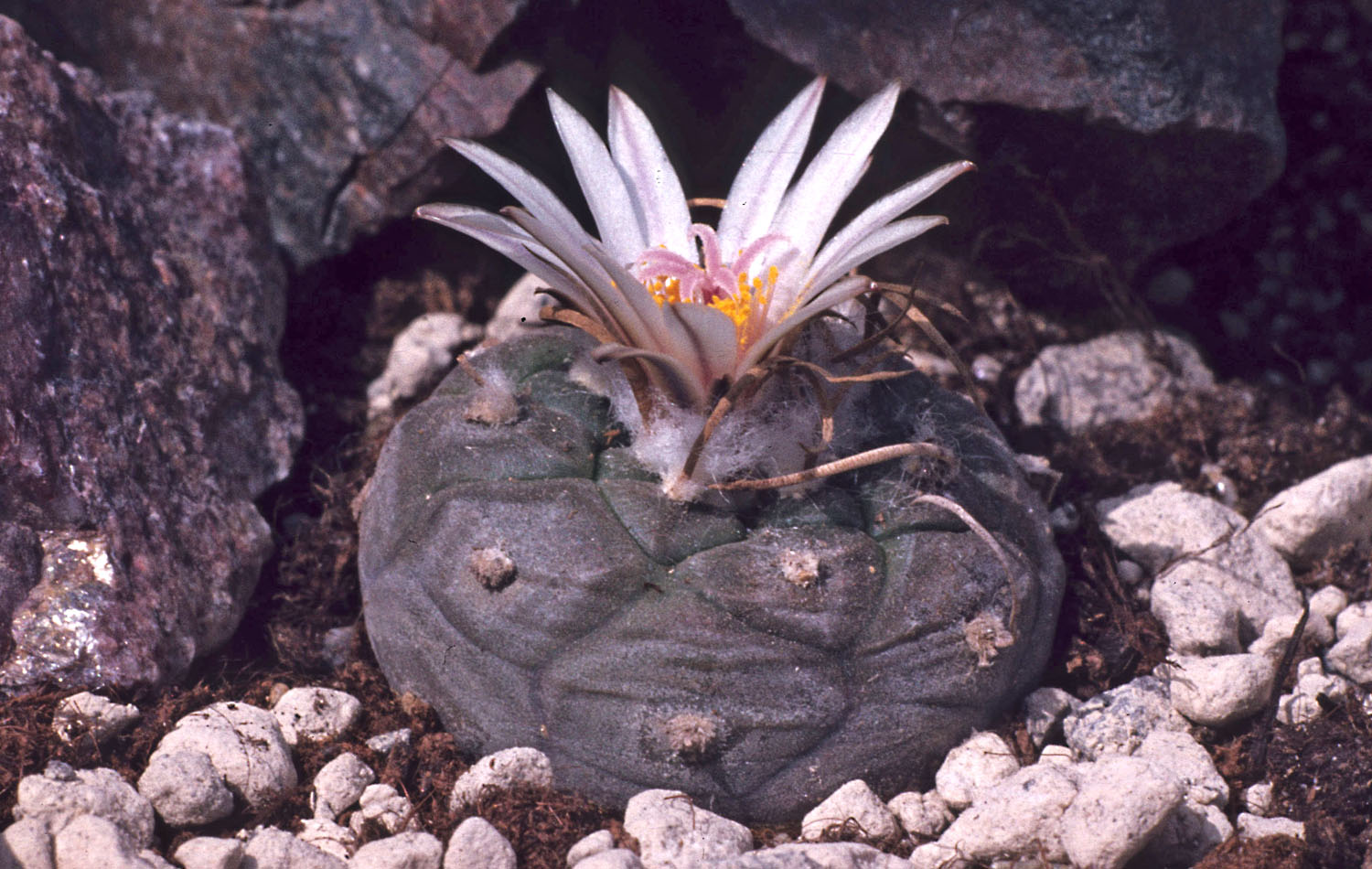 Turbinicarpus polaskii .