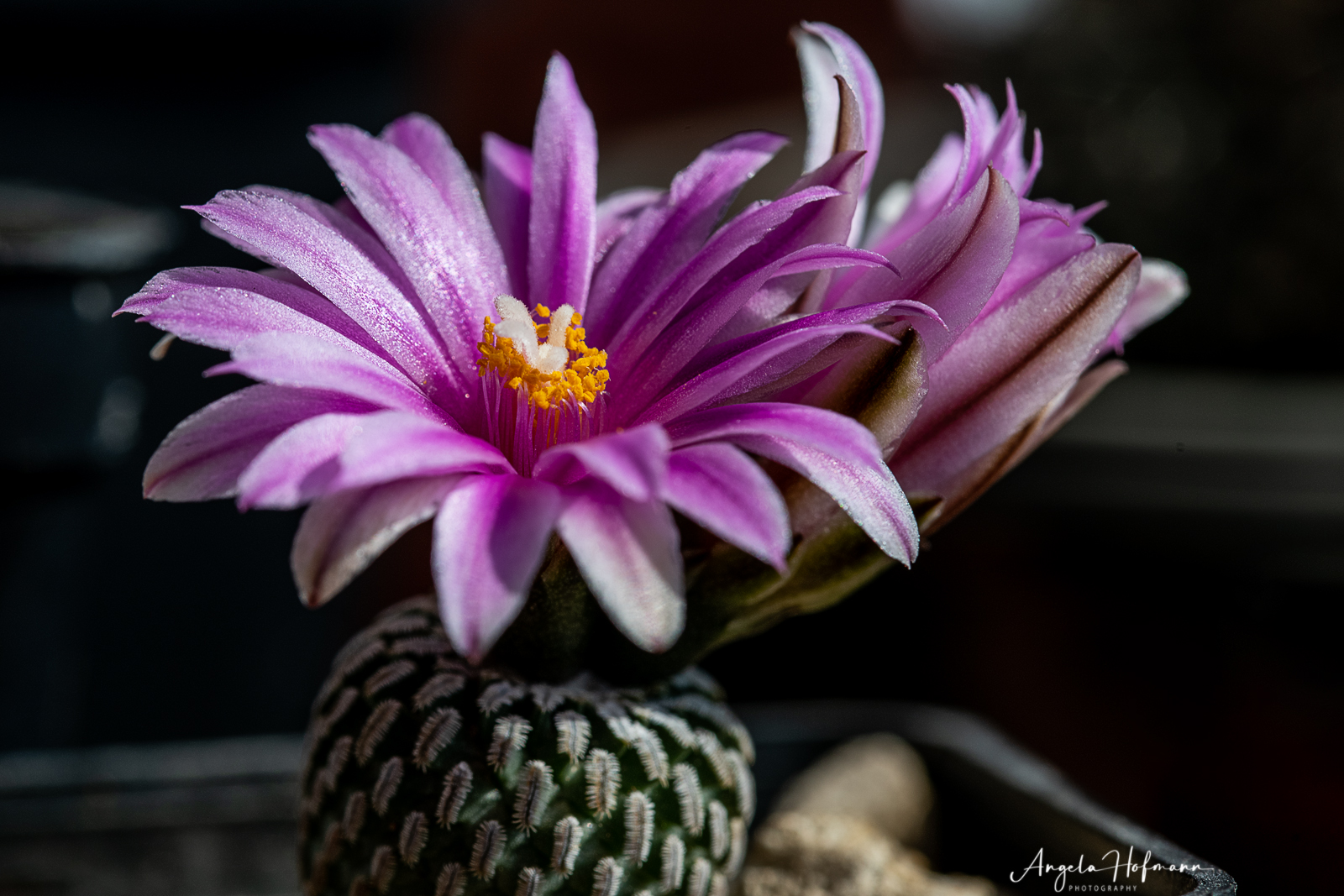 Turbinicarpus pseudopectinatus