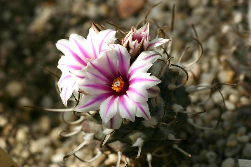 Turbinicarpus schwarzii rubriflorus