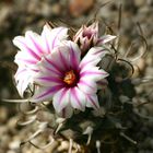 Turbinicarpus schwarzii rubriflorus