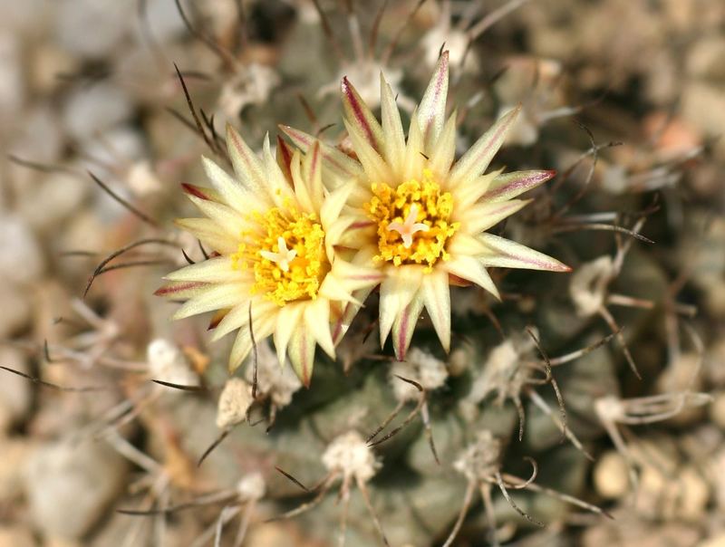 Turbinicarpus swobodae