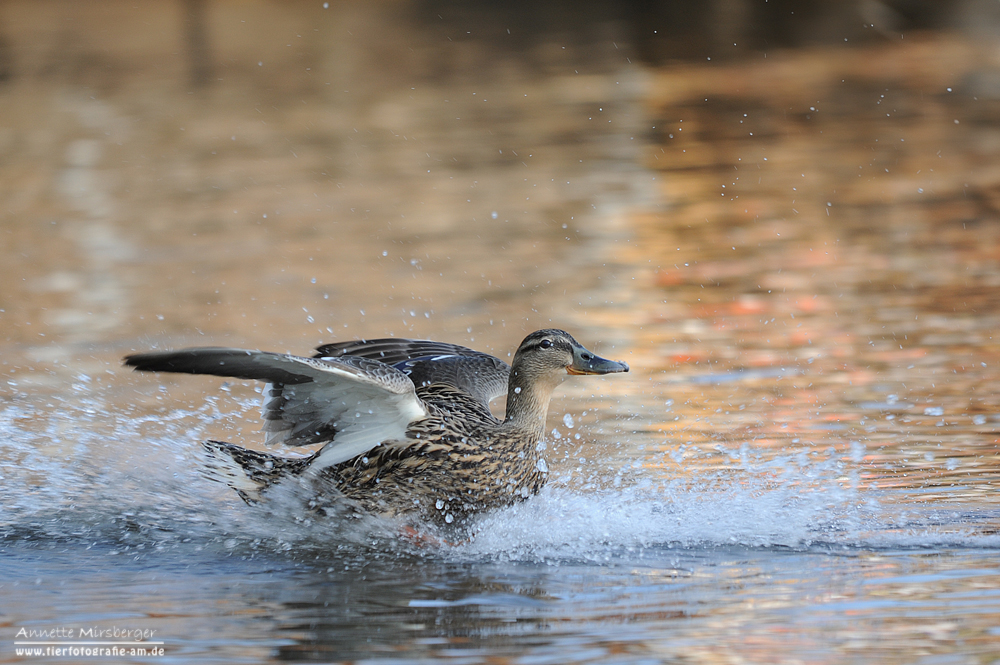 Turbo Ente