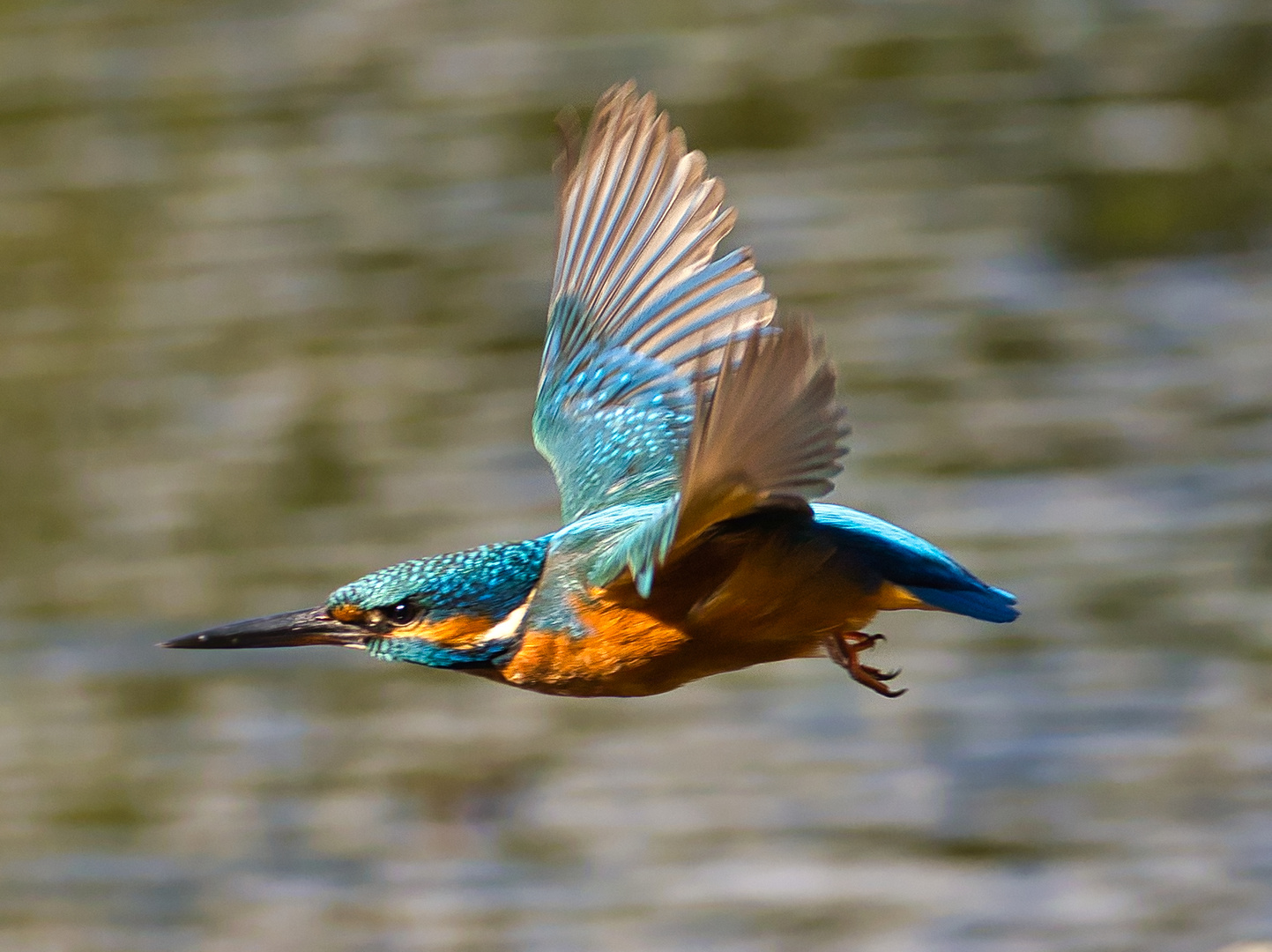 Turbo Foto & Bild tiere, wildlife, wild lebende vögel Bilder auf