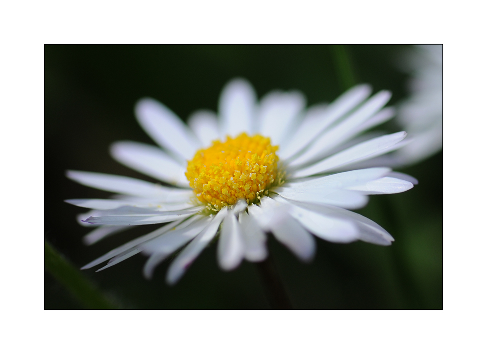 Turbo -Gänseblümchen