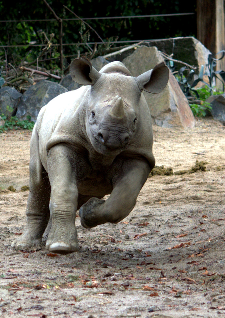 Turbo-Nashorn-Kind