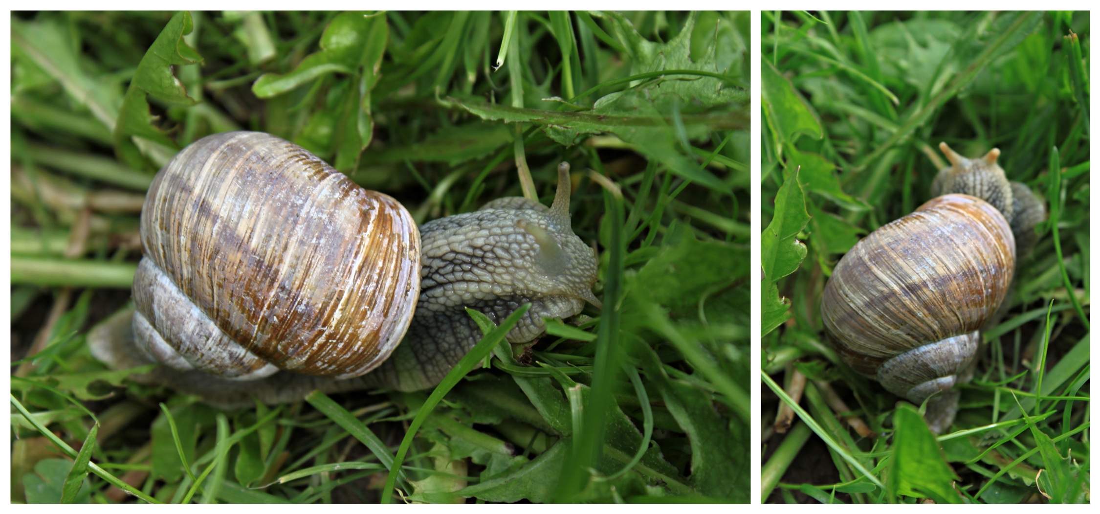 Turbo-Schnecke...