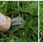 Turbo-Schnecke...