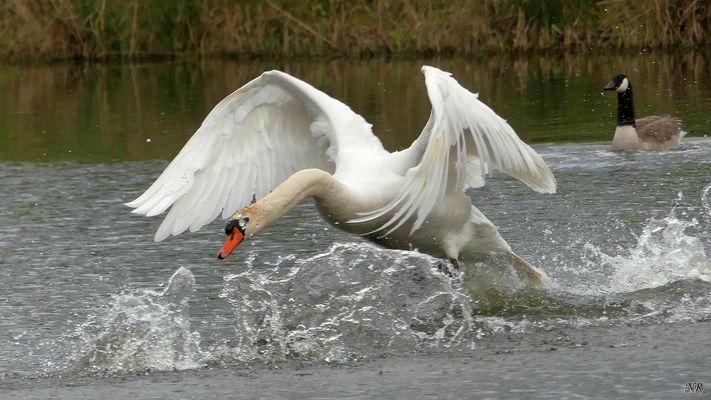 Turbo-Schwan