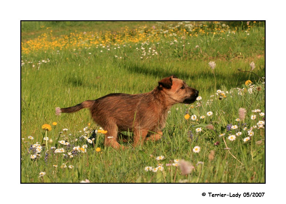 Turbo - Terrier