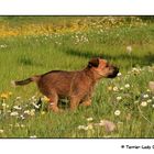 Turbo - Terrier