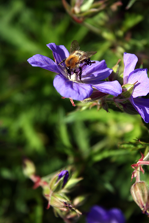 Turbolente Hummel :)