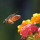 Turbolinchen ist wieder da!