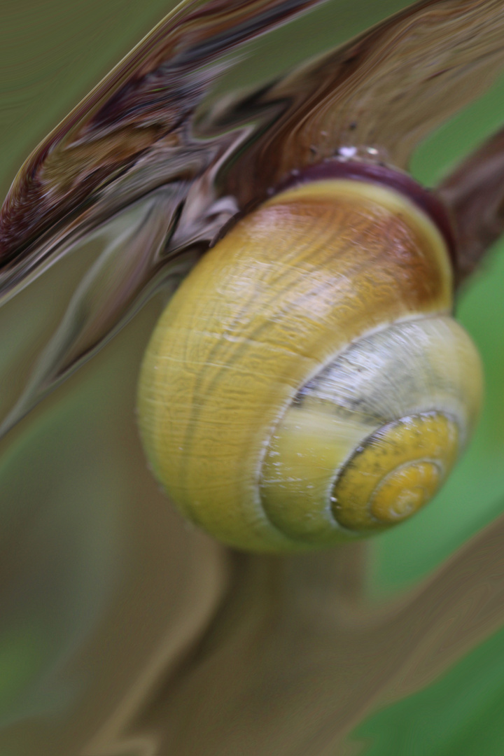 Turboschnecke