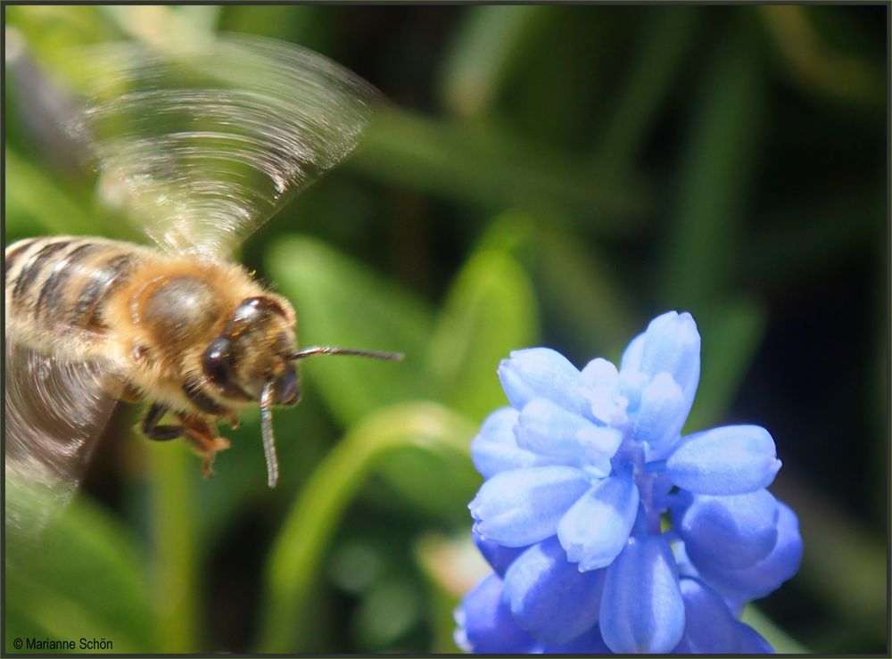 Turboschnell unterwegs war dieses Bienchen... 