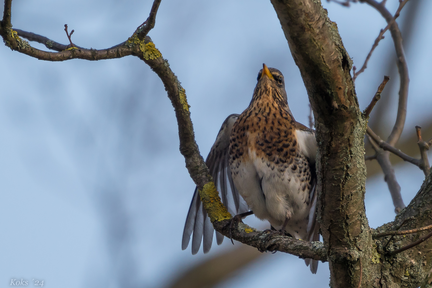 Turdus Balzer