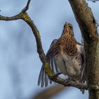 Turdus Balzer