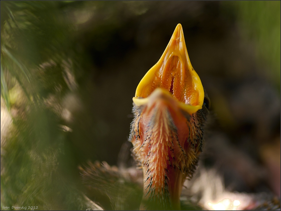 Turdus grayi