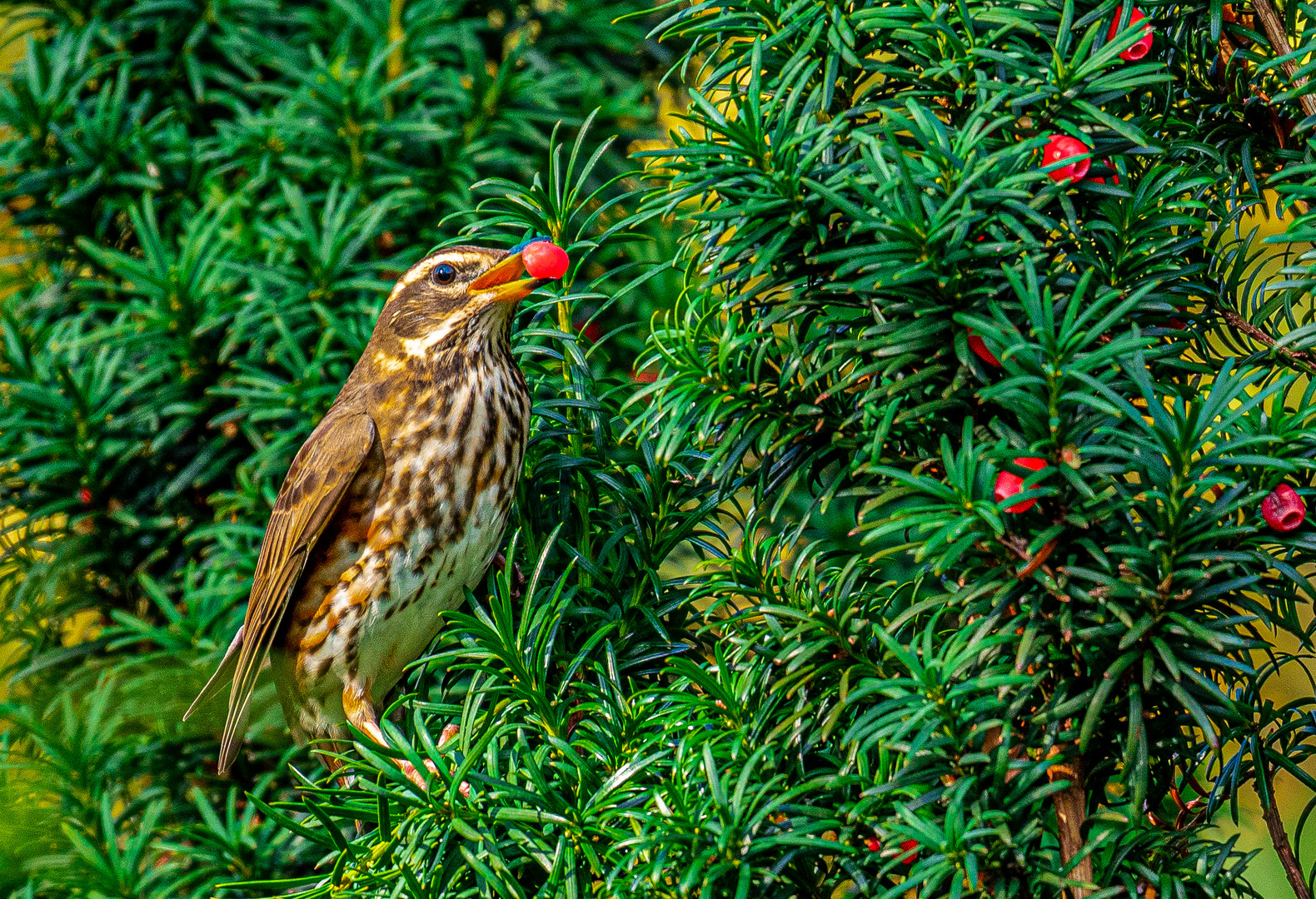 Turdus iliacus