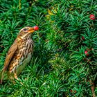 Turdus iliacus