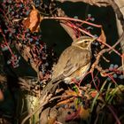 Turdus iliacus - Rotdrossel