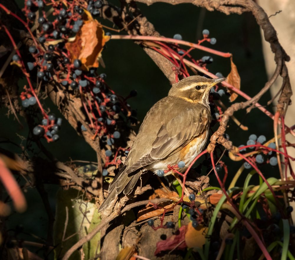 Turdus iliacus - Rotdrossel