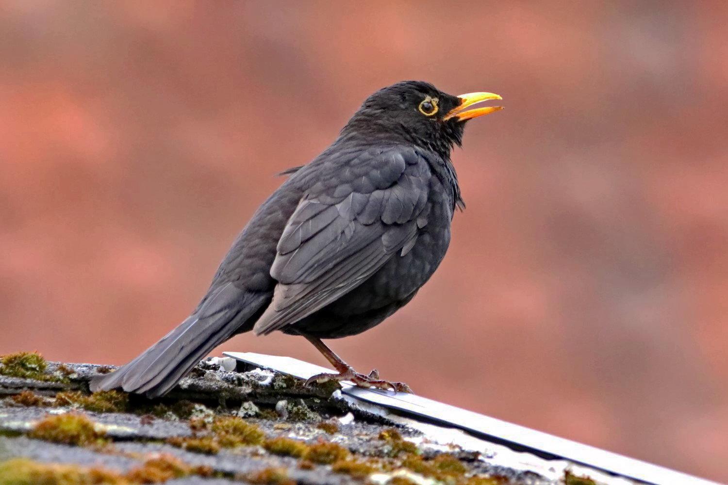 turdus merula