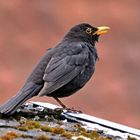 turdus merula