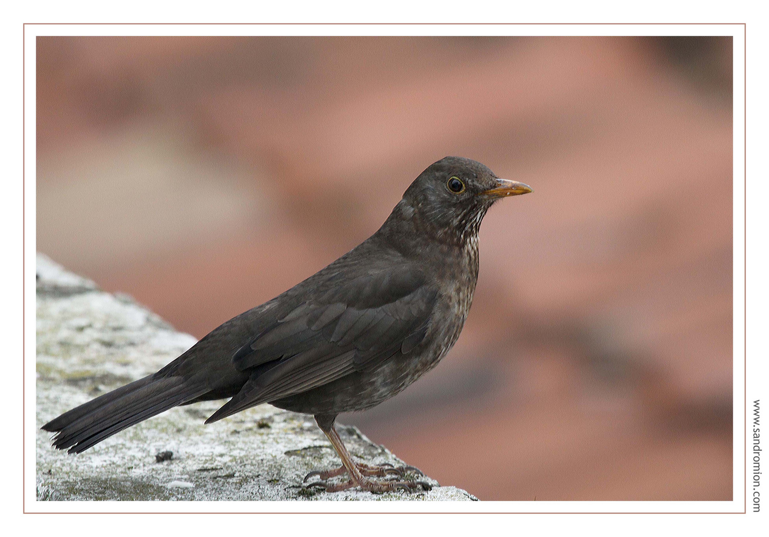 Turdus Merula