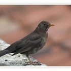 Turdus Merula