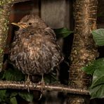 Turdus merula (1/3) - Frau Schwarz -