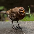 Turdus merula