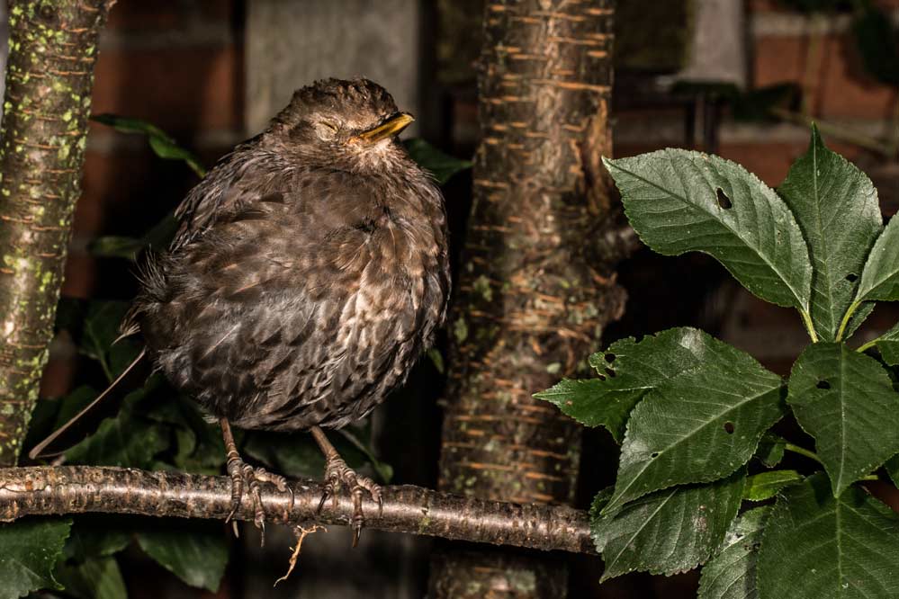 Turdus merula (2/3) - Frau Schwarz -