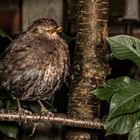 Turdus merula (2/3) - Frau Schwarz -