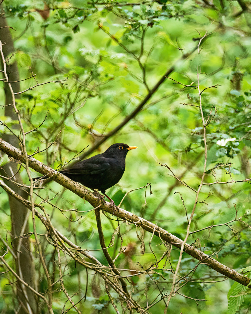 Turdus merula