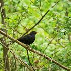 Turdus merula