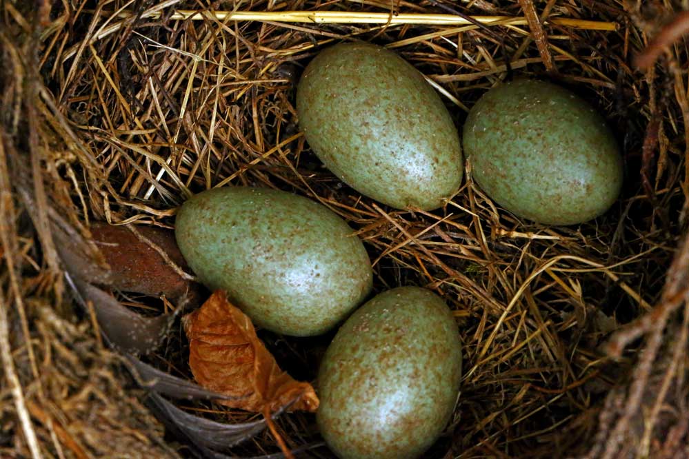 Turdus merula