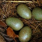 Turdus merula