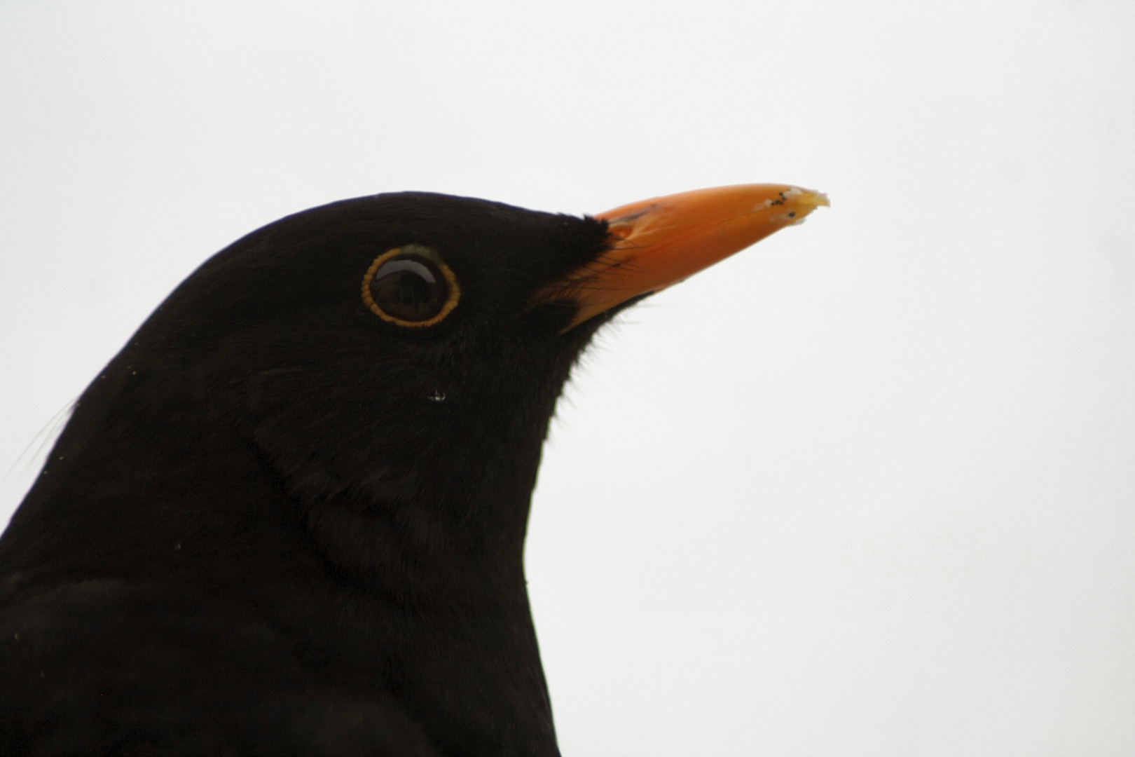 Turdus merula