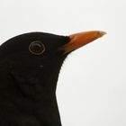 Turdus merula