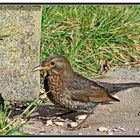 Turdus merula