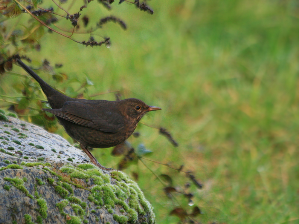 Turdus merula