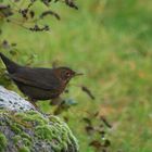 Turdus merula