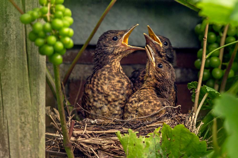 Turdus merula