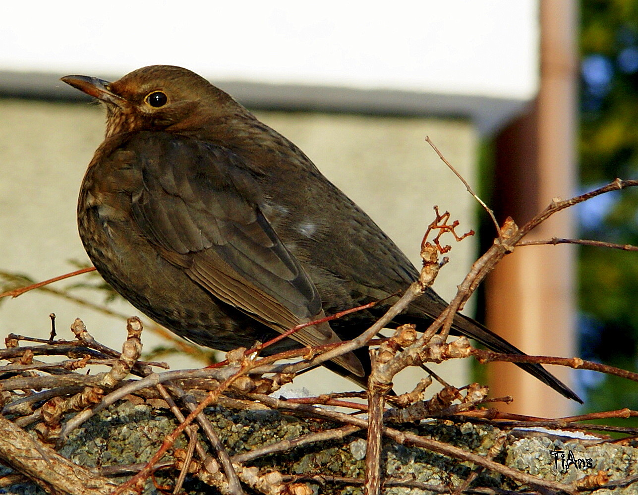 Turdus merula