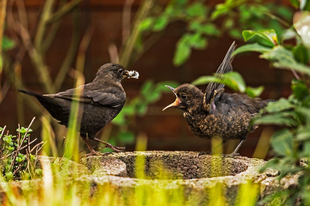 Turdus merula